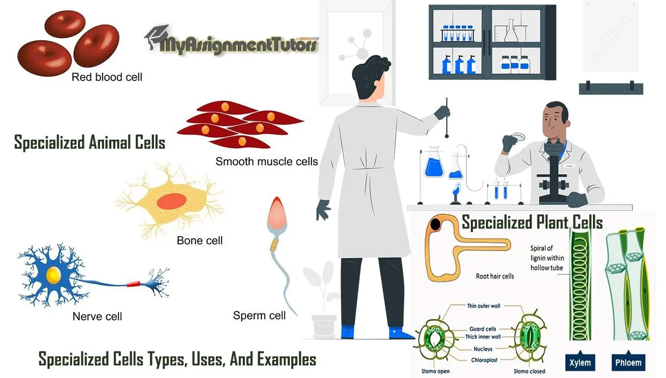 Specialized Cells Types, Uses, And Examples